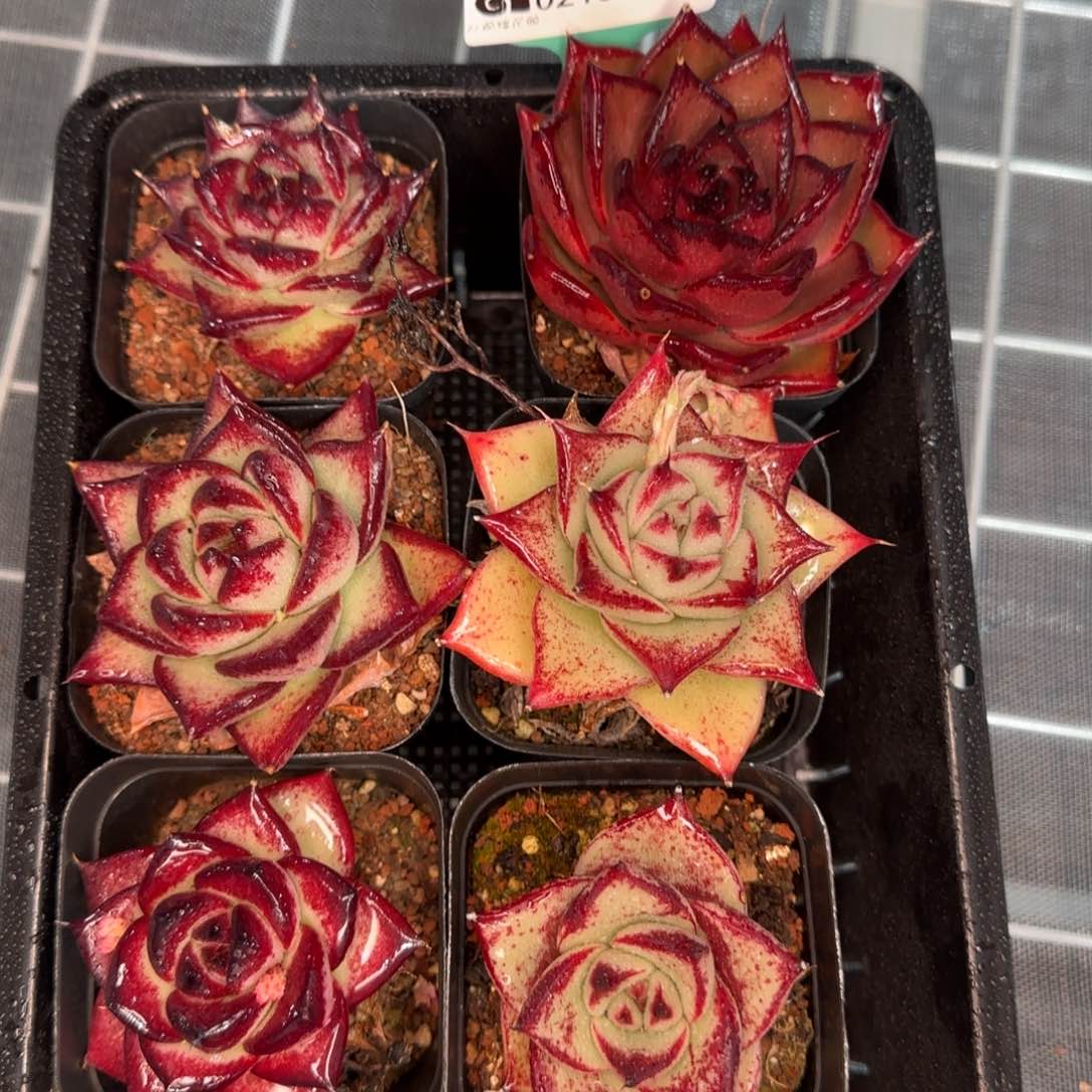 从前慢花园精选0210-1