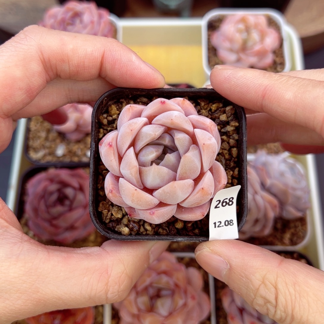 好好看268、哈哈哈哈