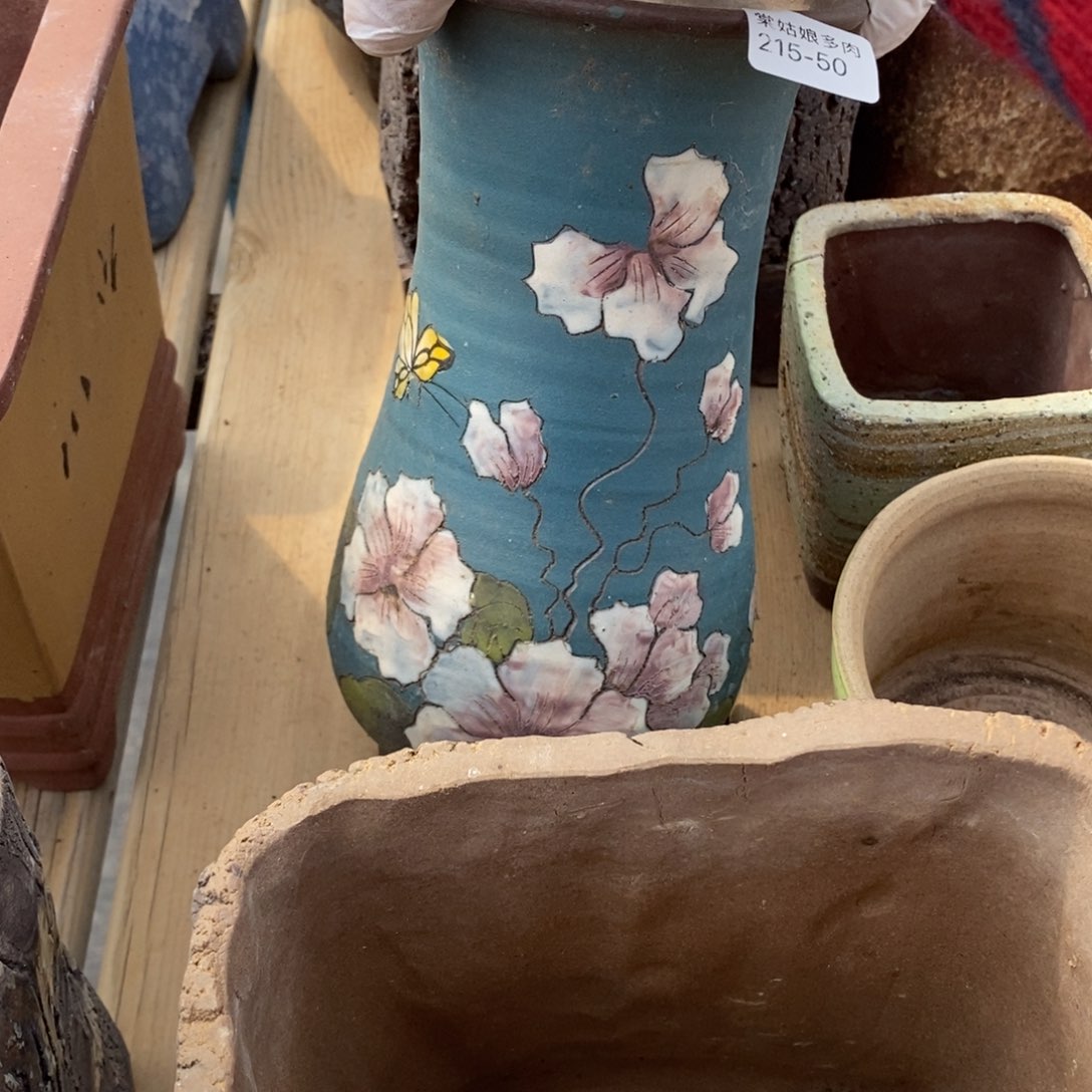 红陶z**域50号多肉盆一个呀