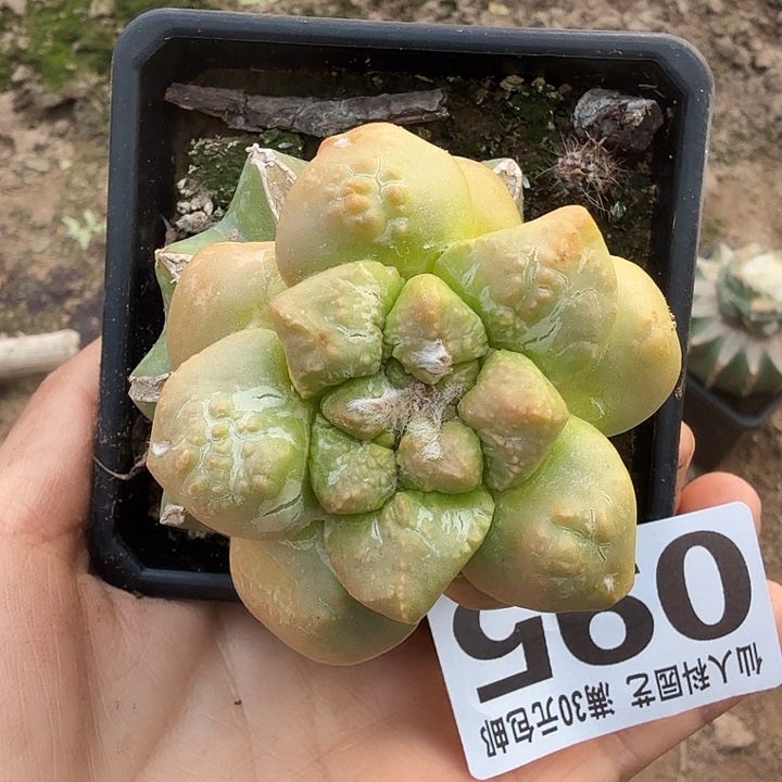 无花朵095哥连牡丹锦东三