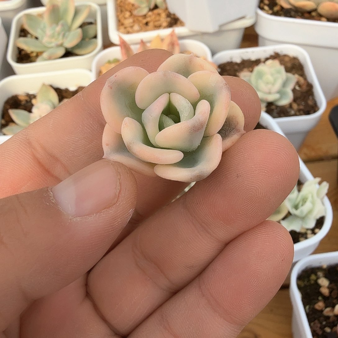 巴*兽美尻锦多肉锦多肉