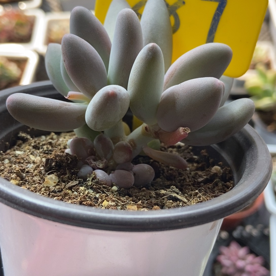 887白兰地多肉植物保护