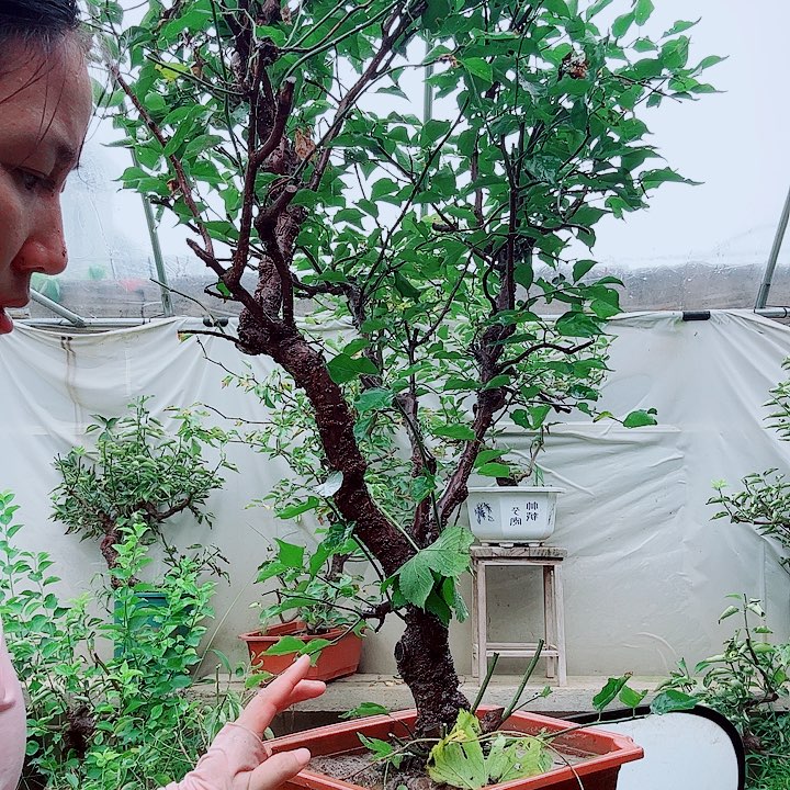 根***杰龙游梅老桩精品盆景造型