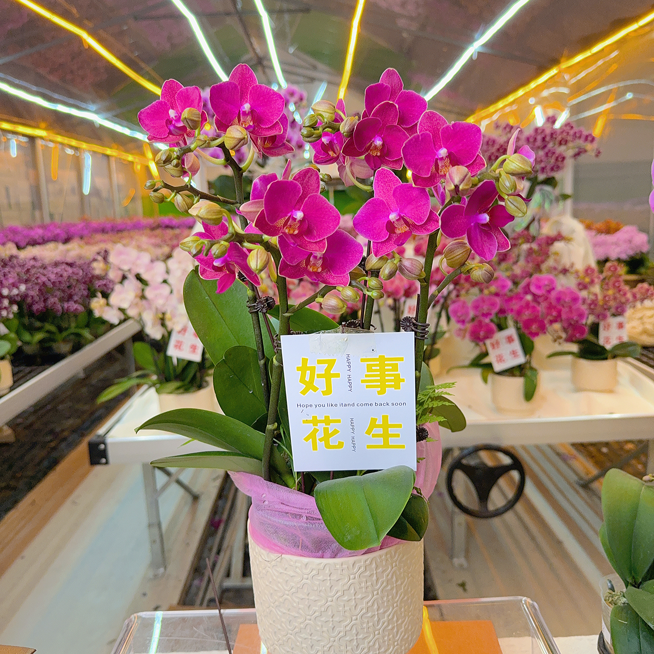 精选蝴蝶兰【小樱桃】红色系桌面花室内花卉绿植长花期 基地直发