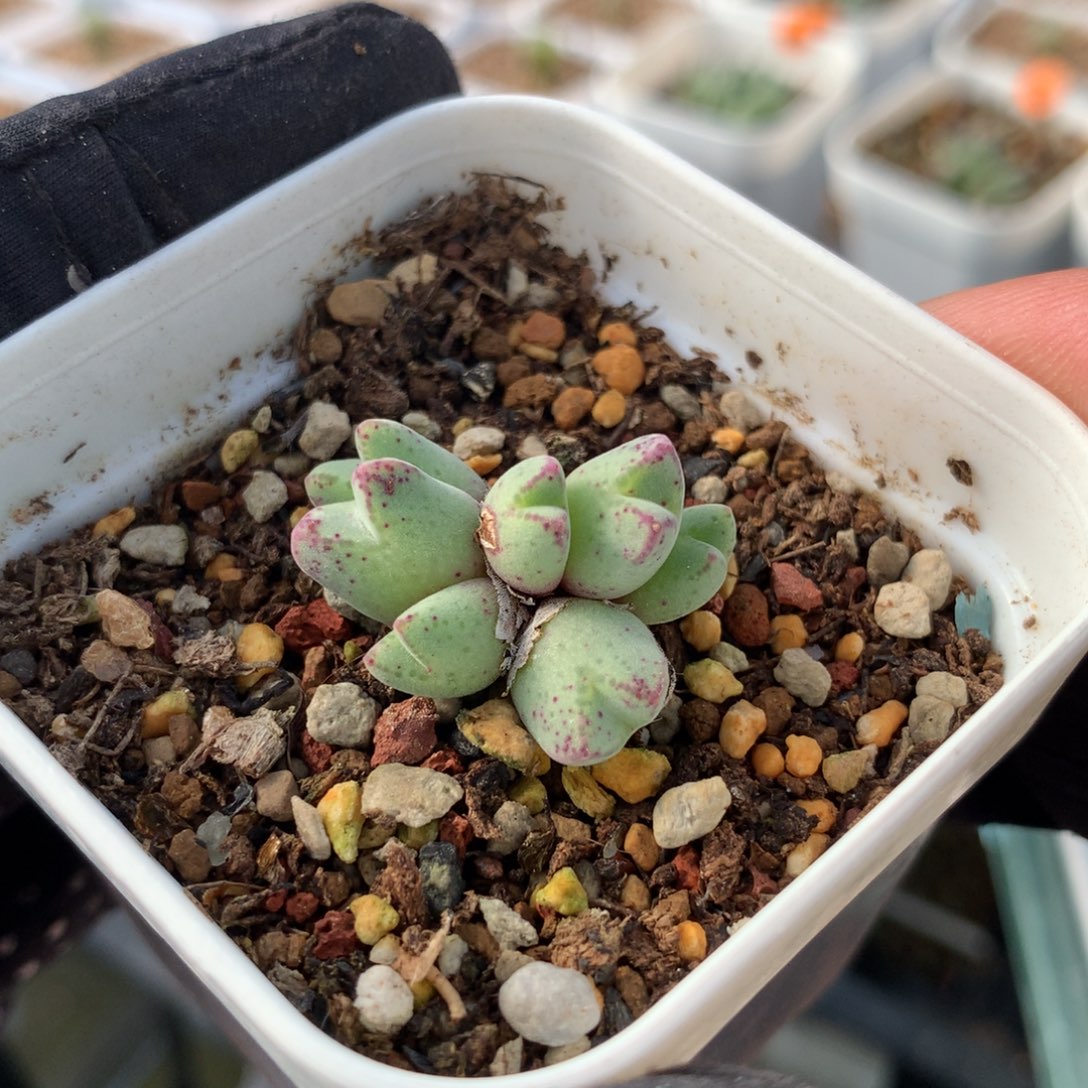 45号猪蹄母本一颗