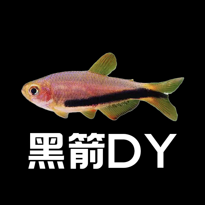 黑箭DY 小型灯科鱼  观赏鱼 热带鱼