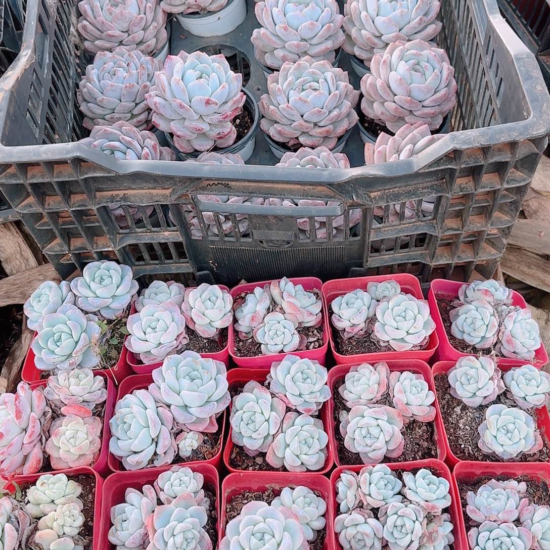 七***姐公主殿下真的好好笑