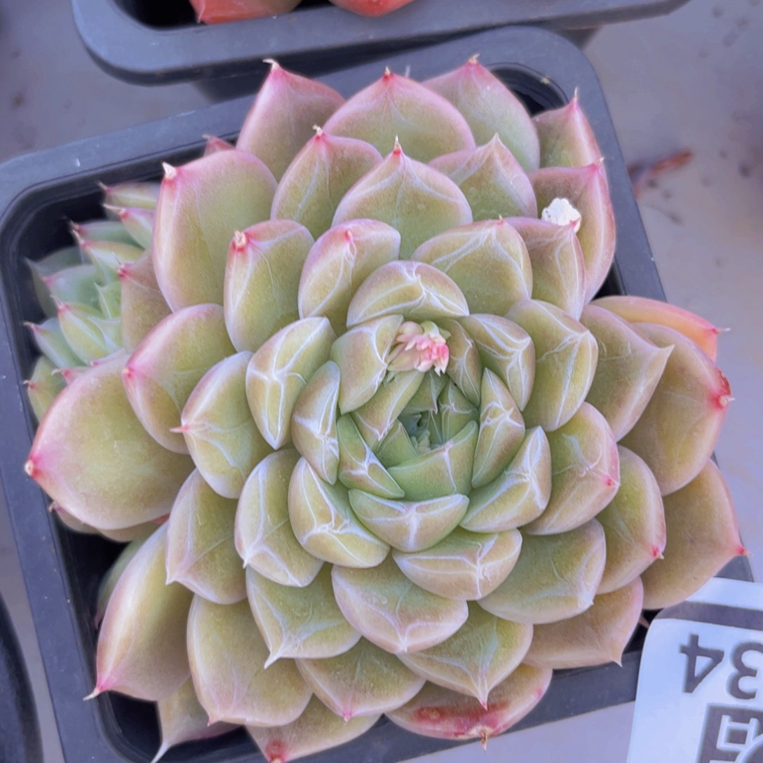 钻石珍妮30134多肉植物
