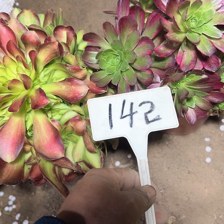 多肉植物组合有砍