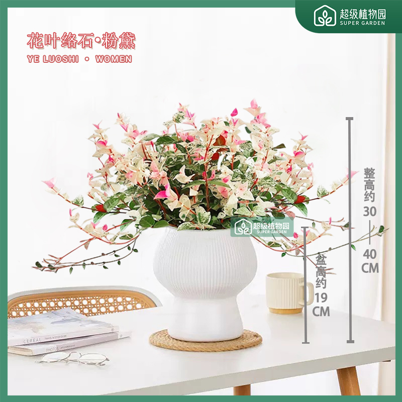花叶络石彩叶缤纷植物盆栽室内客厅观叶盆景办公室四季好养绿植