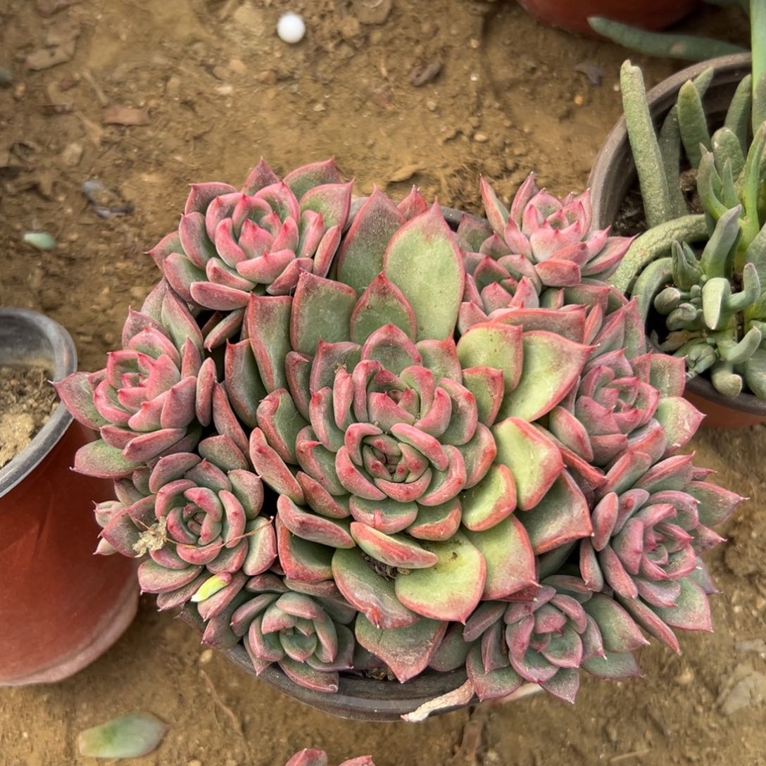 多肉植物富洛瑞安娜