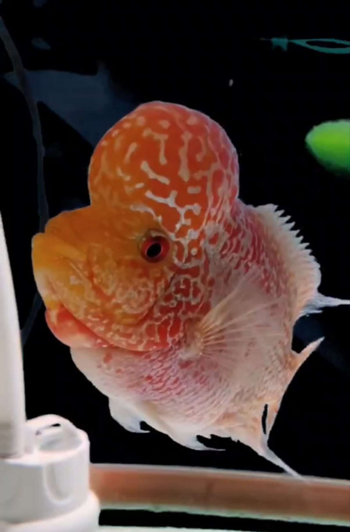 罗汉鱼苗热带鱼爆头起头率高适合新手养的罗汉鱼火凤凰售卖直播间