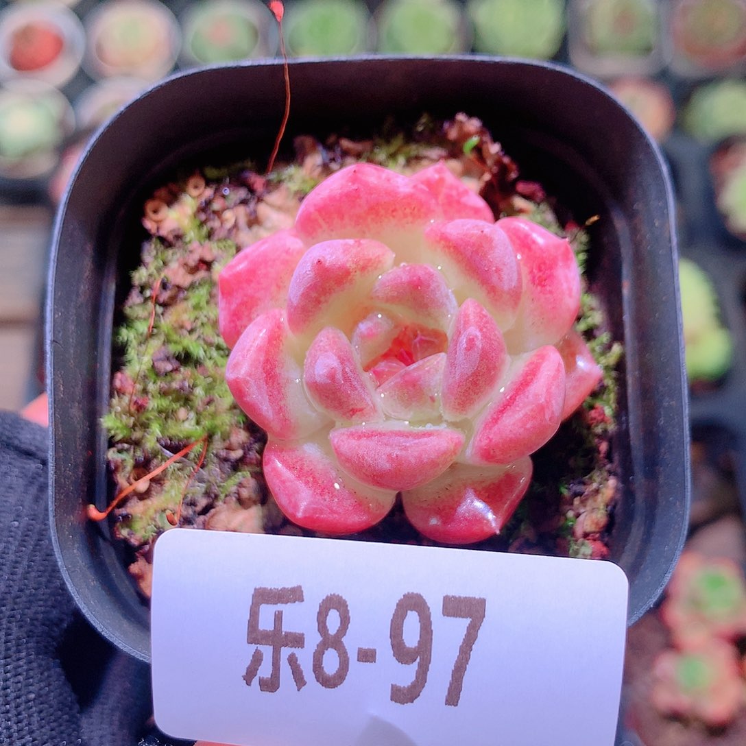 乐然8-97 新品单头 