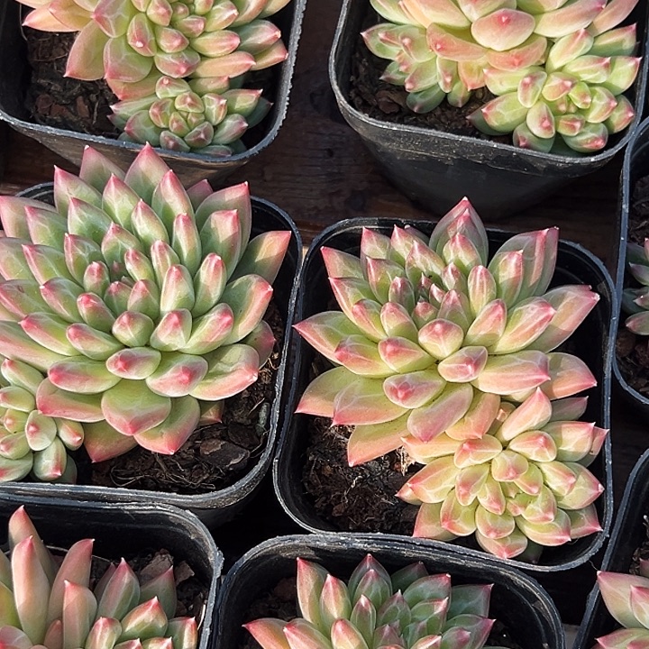 多头        甲骨文