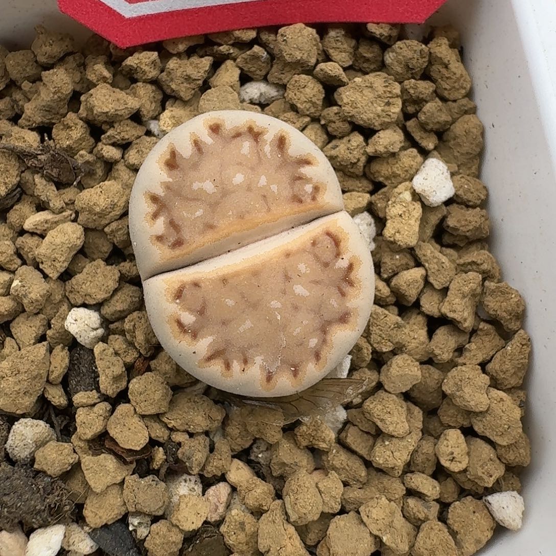 175多肉哈哈哈哈哈哈哈