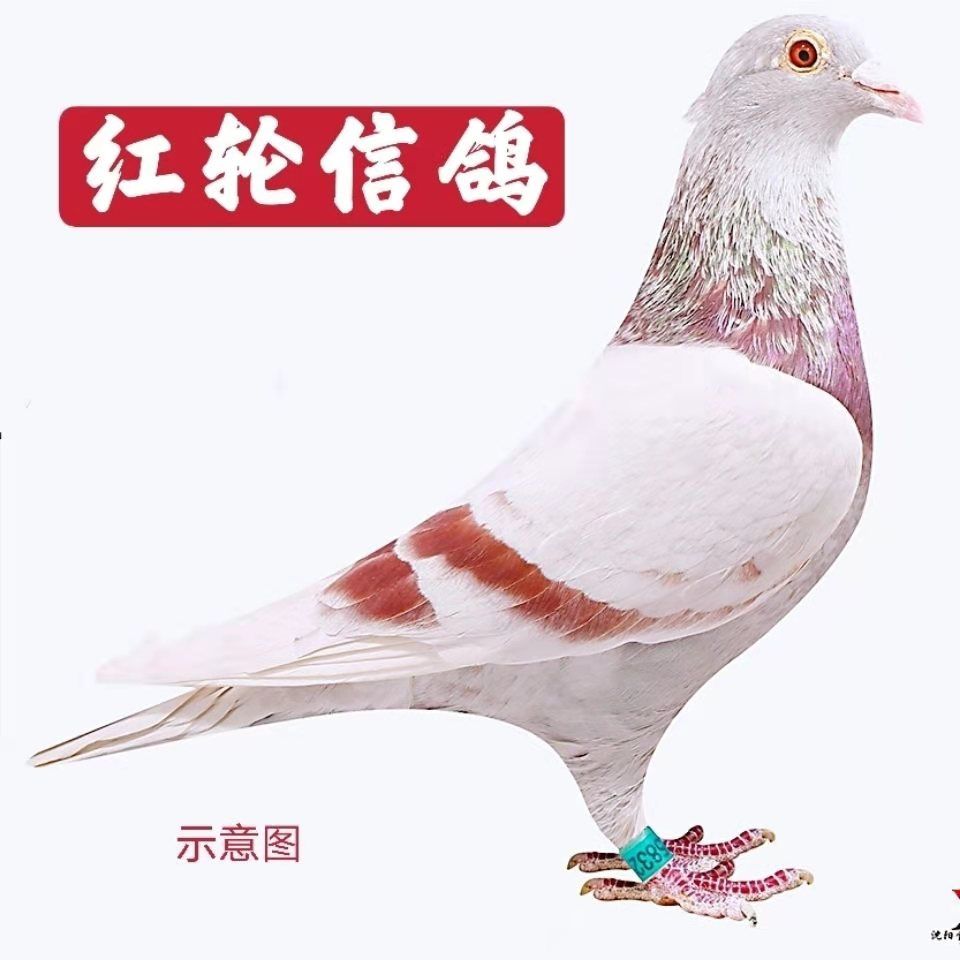 红轮红二线观赏鸽信鸽赛鸽活体