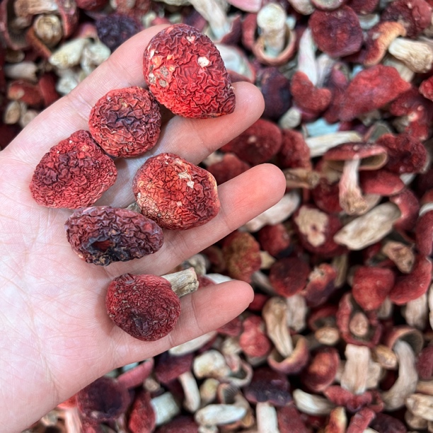云南新货正宗红面蓝底红菇干货一元菇煲汤炖罐红菇茶不支持试吃