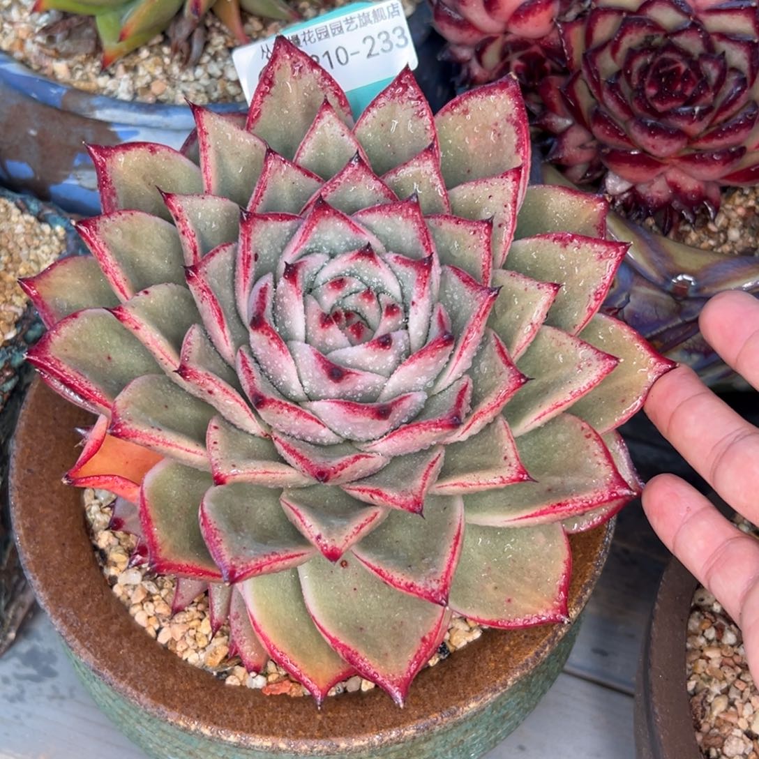 多肉一物一拍0210-233