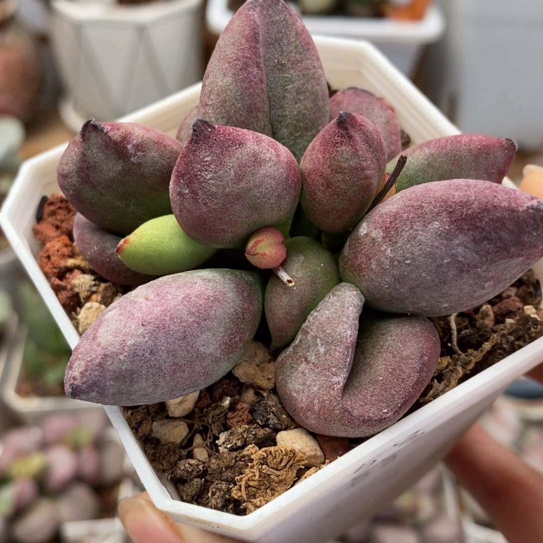 实生新品5号水泡多肉植物