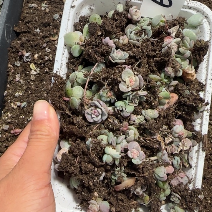山***节62王者系列绝绝子多肉一盒