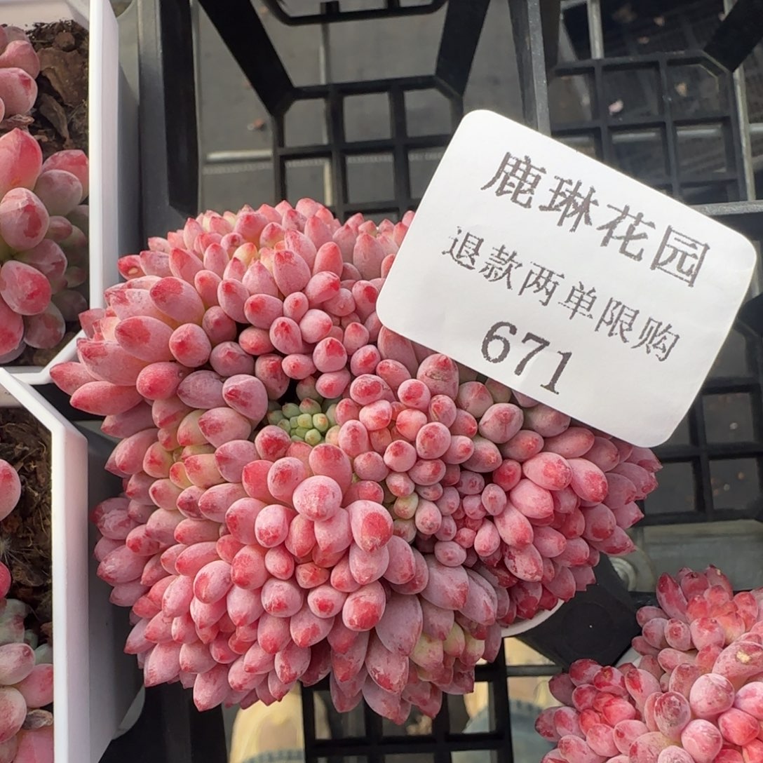 多肉很小看清楚下单拒绝非品质售后671