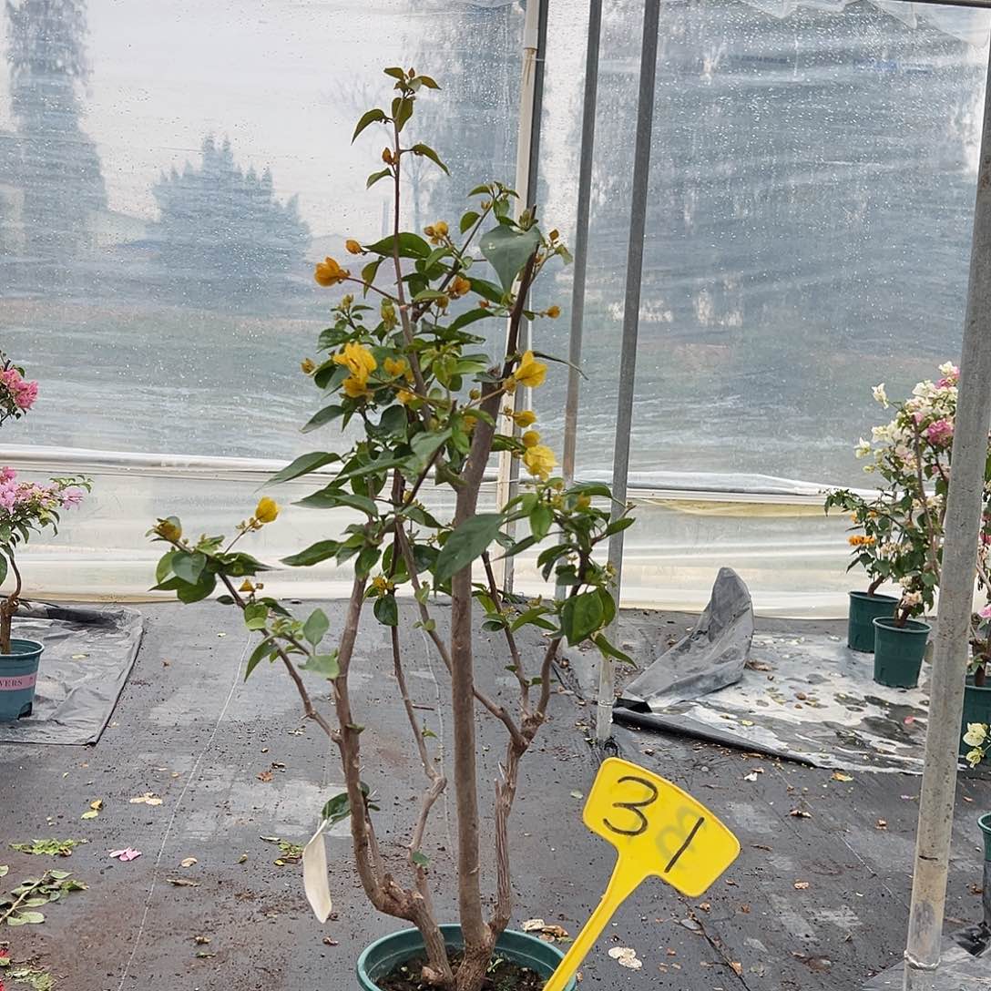 完全开放 黄玫瑰 原生小树头31