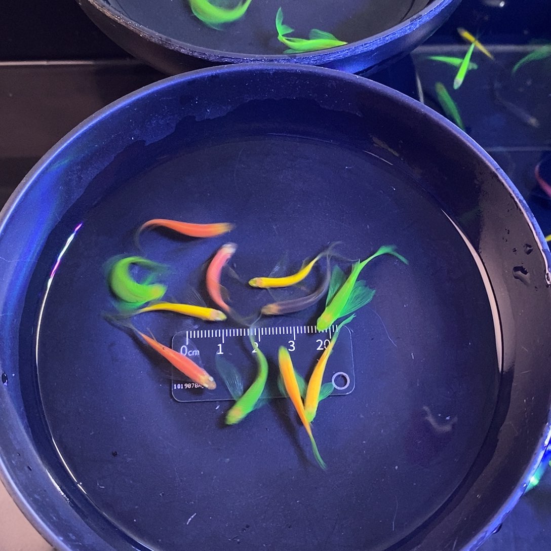 斑马鱼蝶翼斑马5色各2个➕2备损共12个