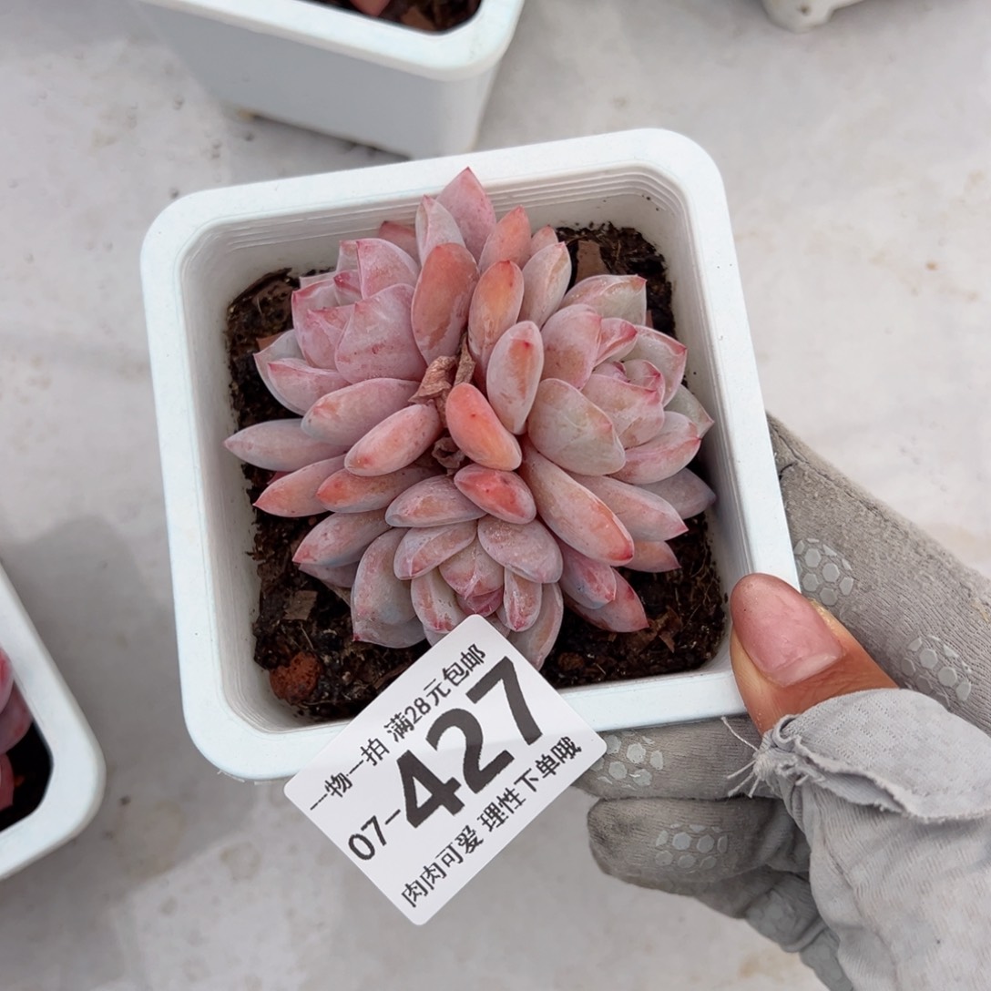 橙梦露多肉多肉多肉多肉