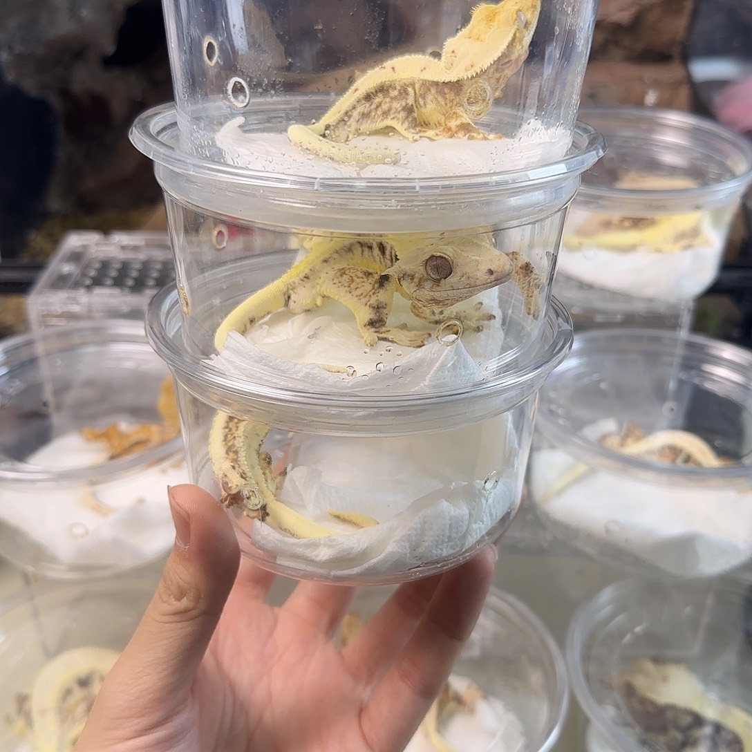 睫角守宫高覆盖莉莉白三选一