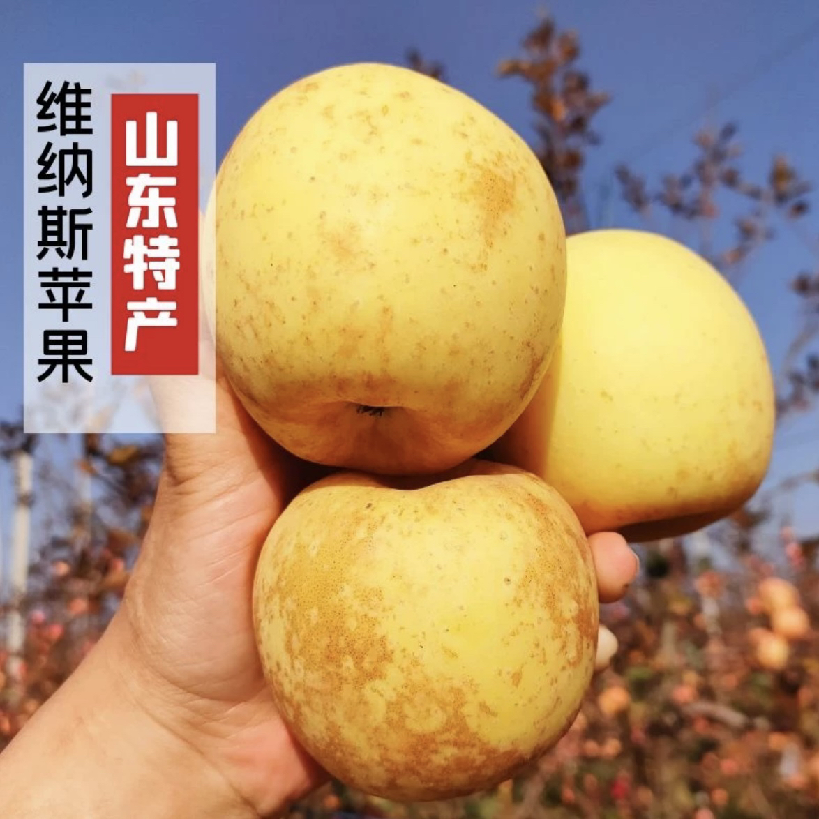 [京东快递]山东雀斑黄金维纳斯苹果纯甜无酸脆甜苹果