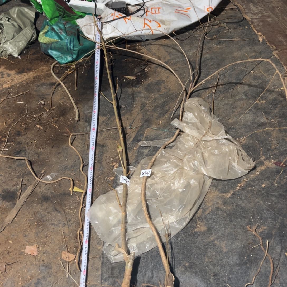 不开花植物八重红枝垂和松月裸根（8587）