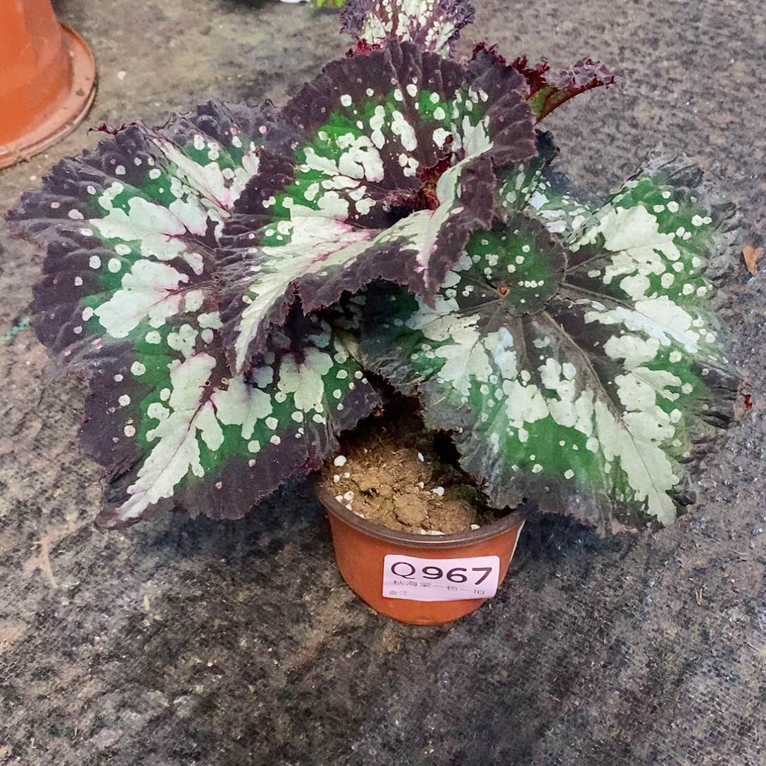 不开花植物小***ღ秋海棠967