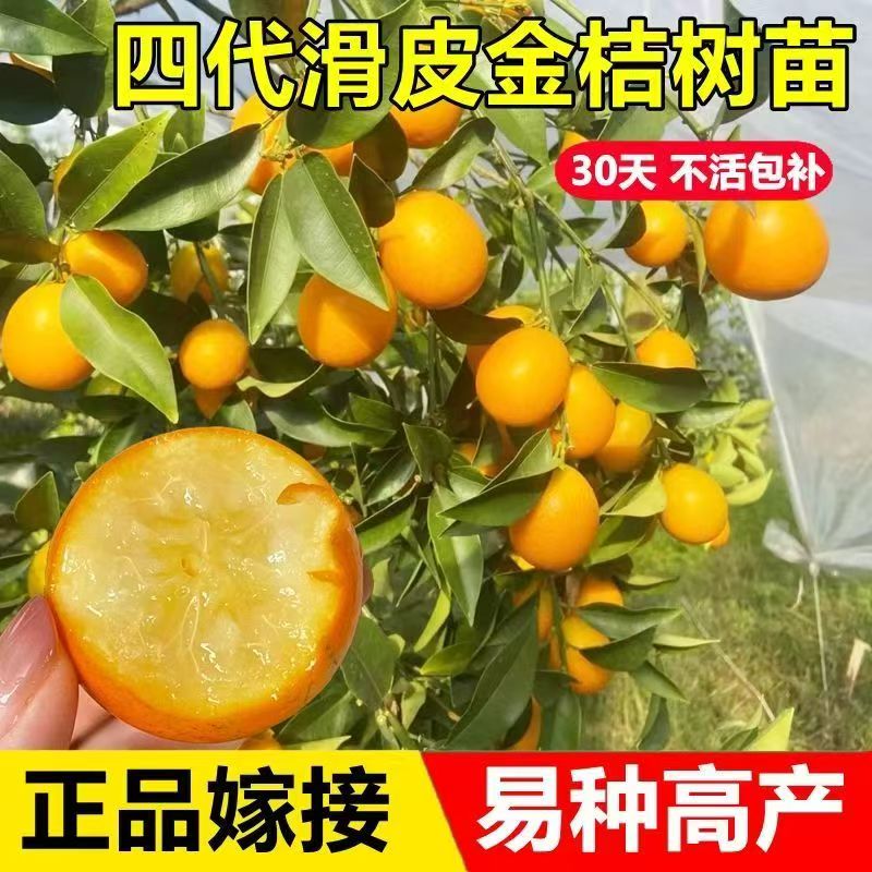 四代大叶滑皮金桔苗