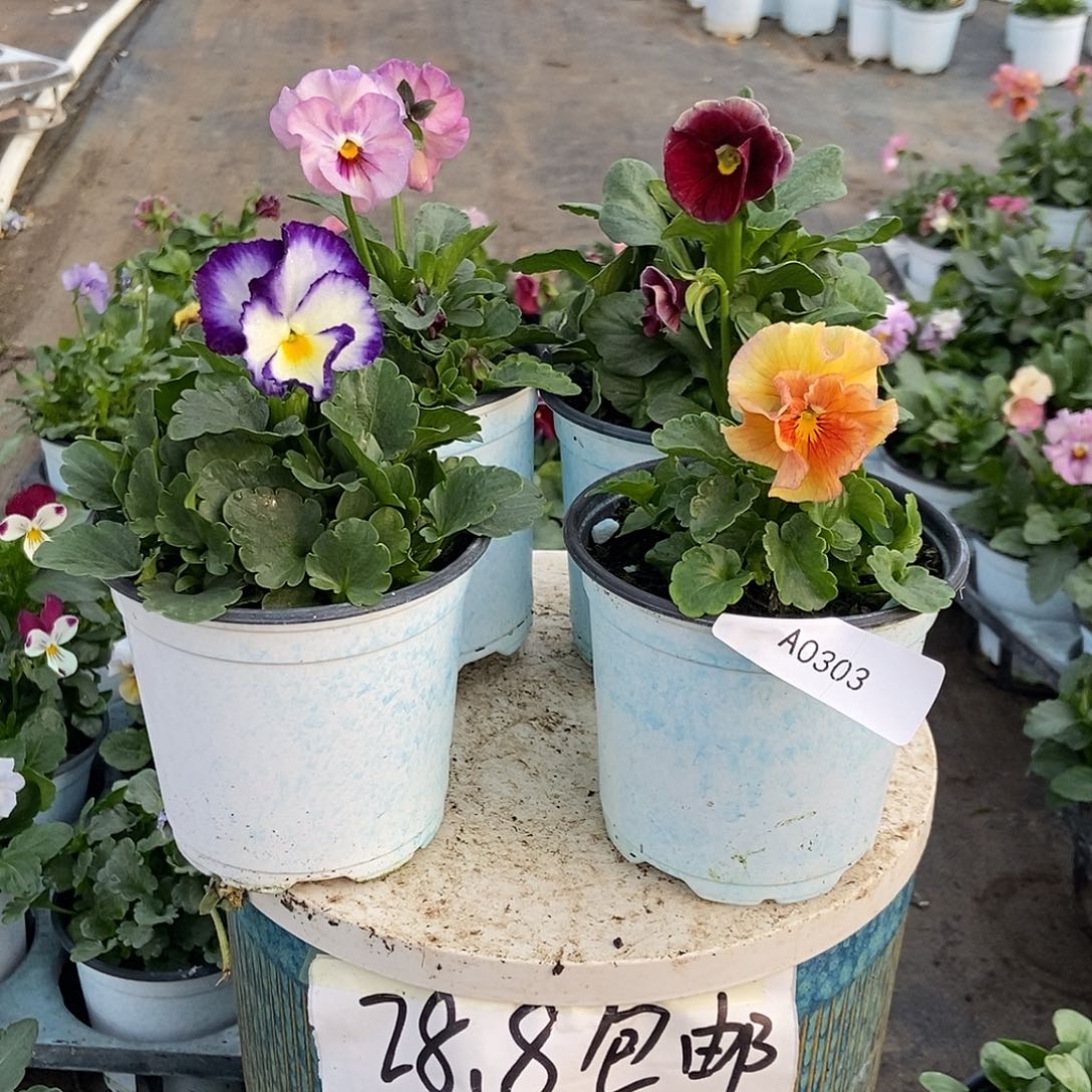 大部分花苞少量开放303