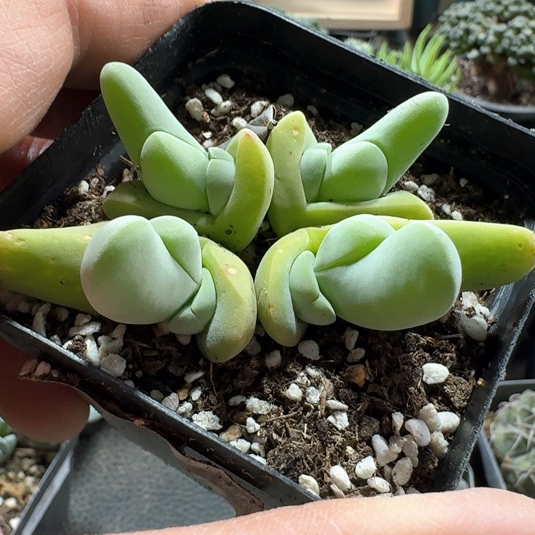 170大白鲨脱土发货