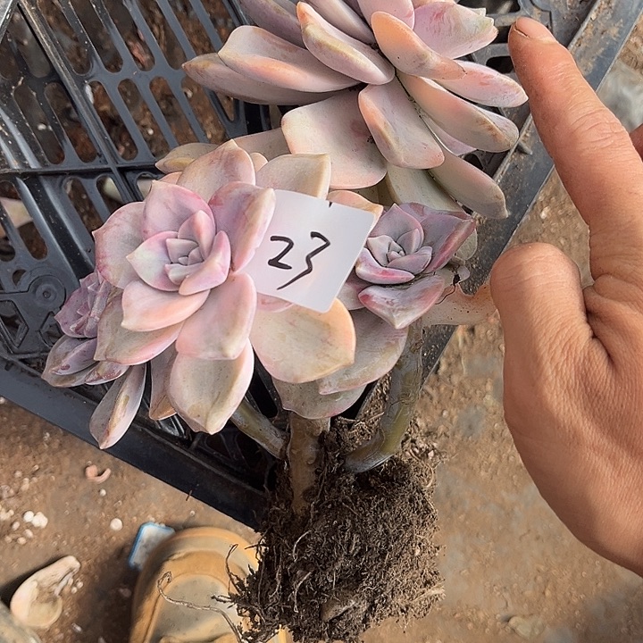 花***界紫乐景23号多肉植物精品