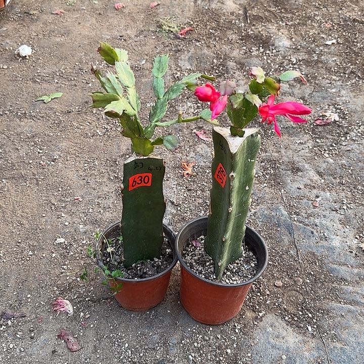 630+378嫁接蟹爪兰：幻想女王+贵族红（幻想女王无花苞）