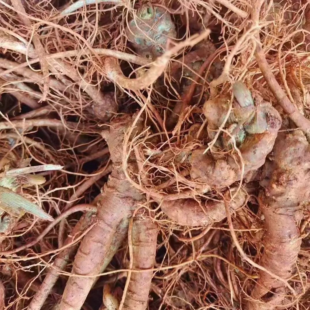 云南三 七新鲜三 七 应季煲汤泡酒好料