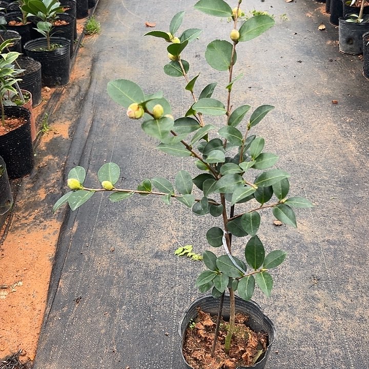 大部分花苞少量开放，富士之峰