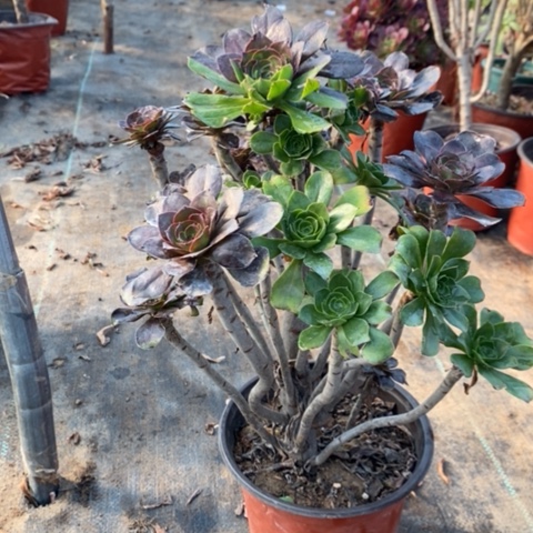 灰圆叶变异4多肉植物