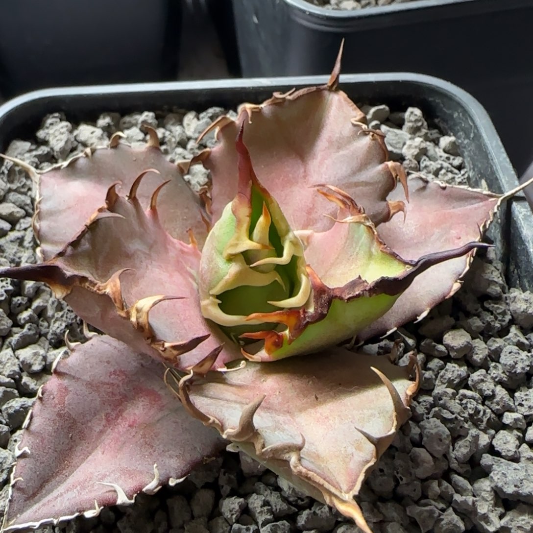 实生6号啦啦啦啦啦啦啦