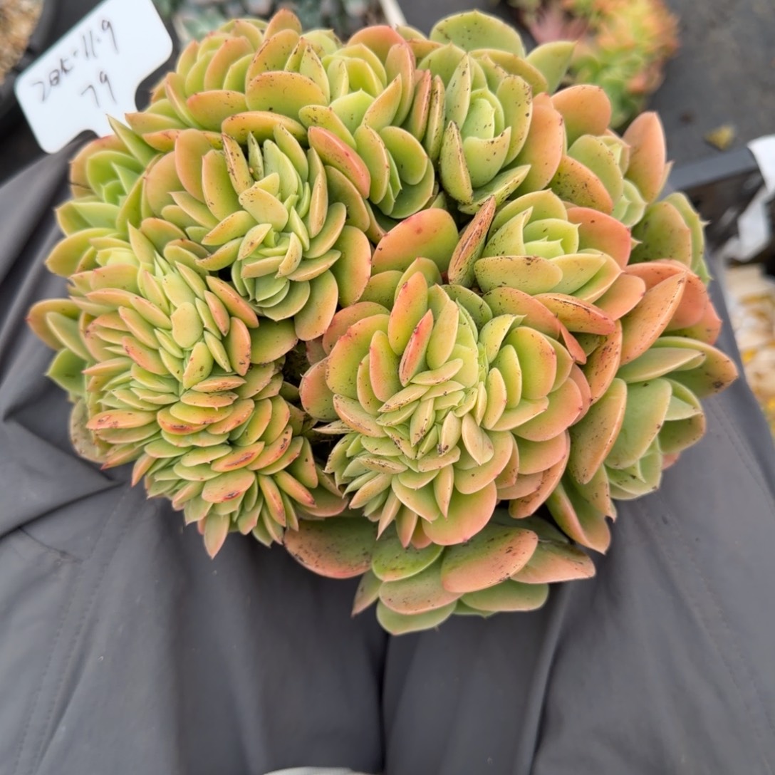 一物一拍星娜塔树缀79