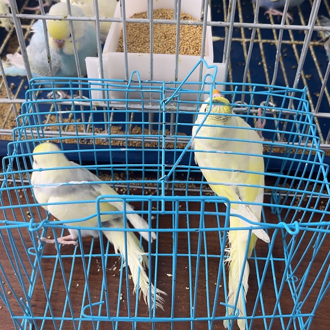 虎皮鹦鹉金彩鹦鹉