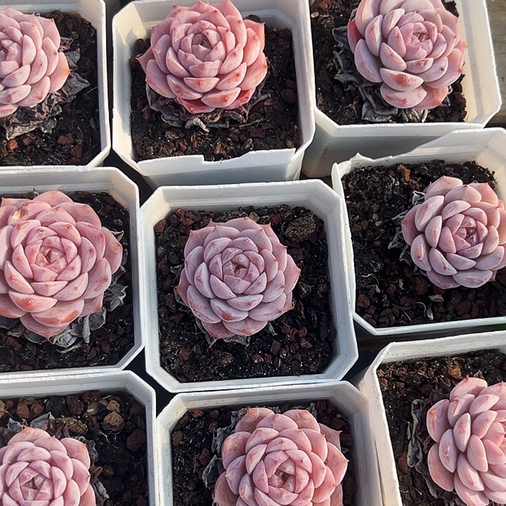 艾莉女王        福利多多