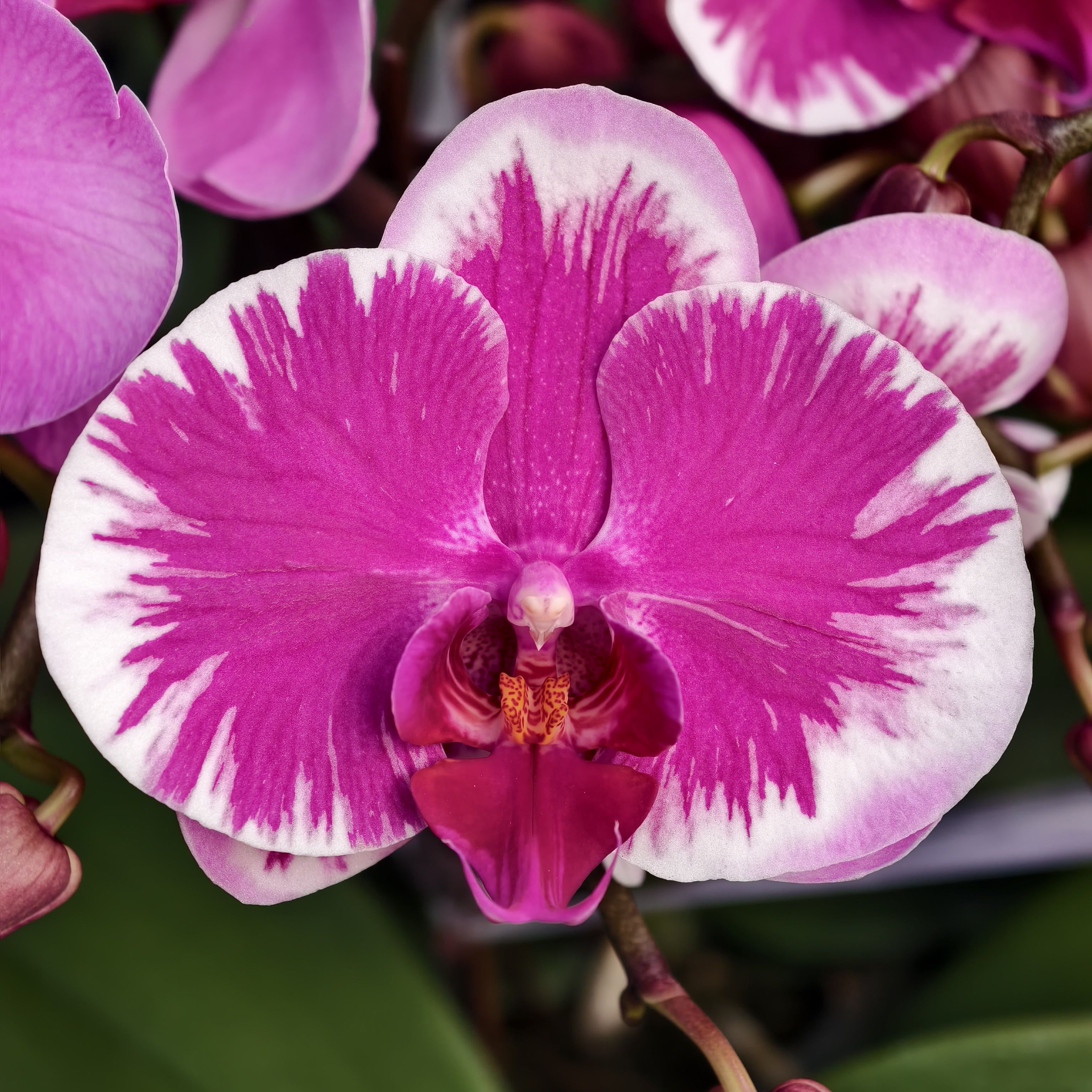 蝴蝶兰【宾友之光】深沉色调花朵 2.8寸杯 带花带花苞 基地直发