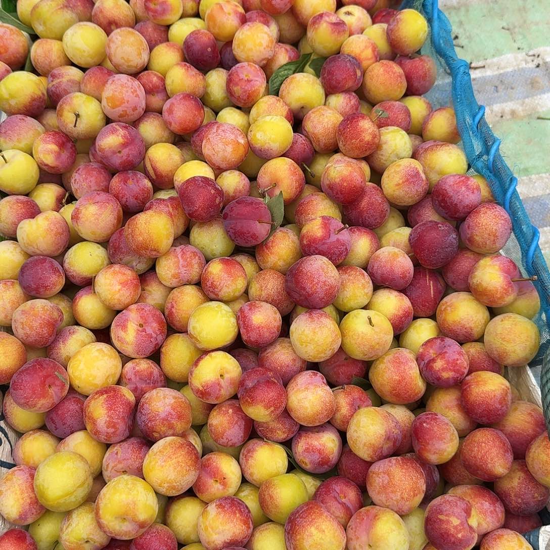 墨李子5斤叙利亚