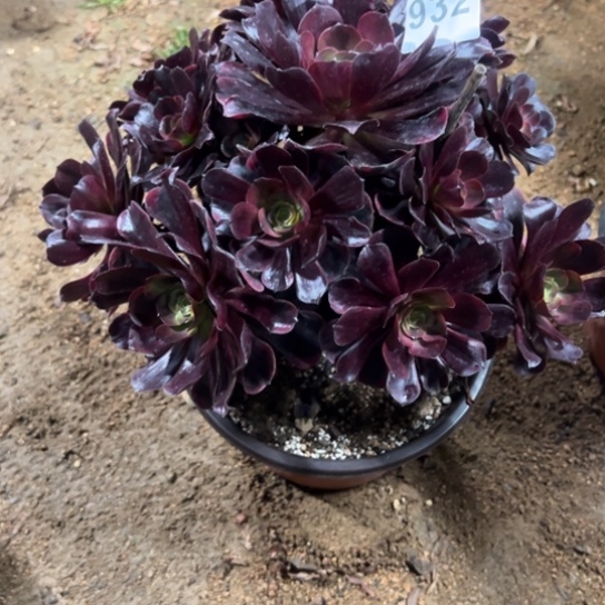 932多肉植物花花有伤