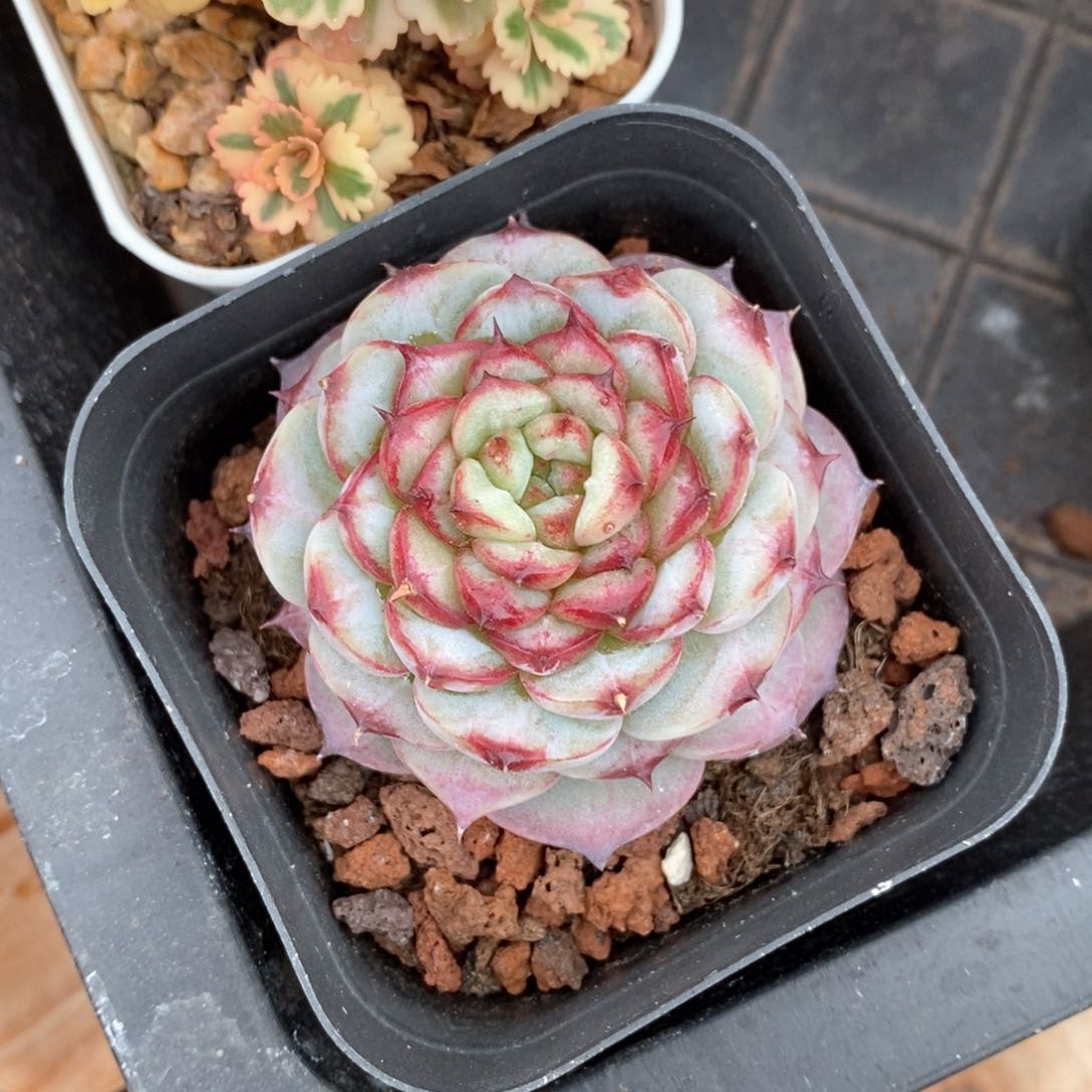 精品多肉一物一折不包整587