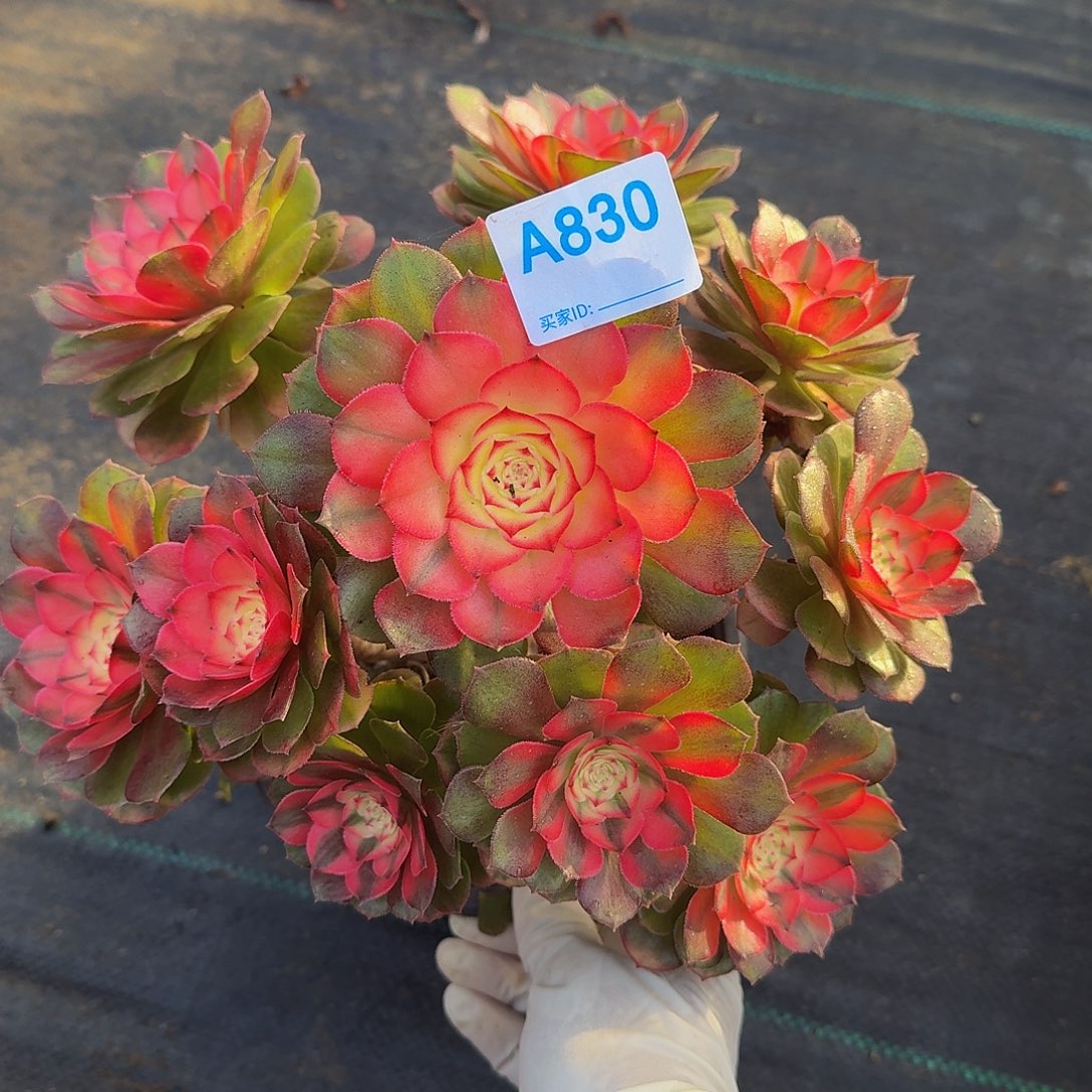 全部花朵830荔枝444冠服24左右妖装