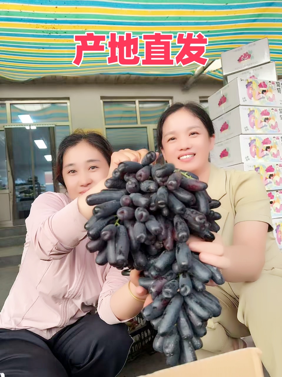 蓝宝石葡萄现摘现发金手指产地直发脆甜无籽黑提